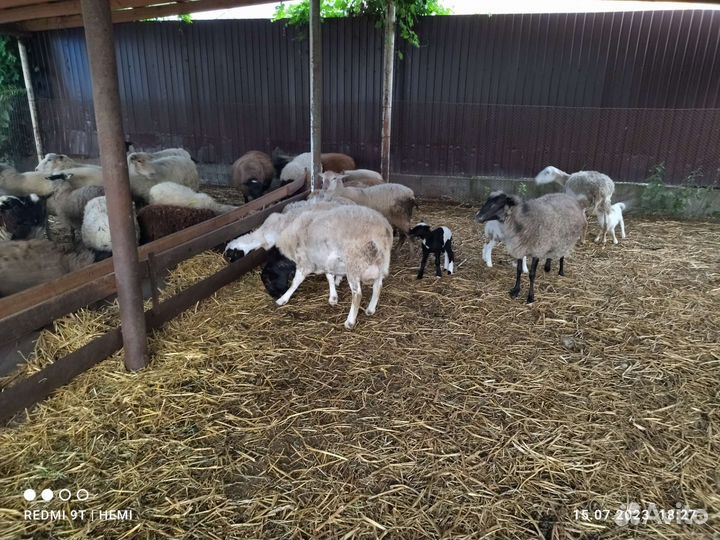 Матки и ярки