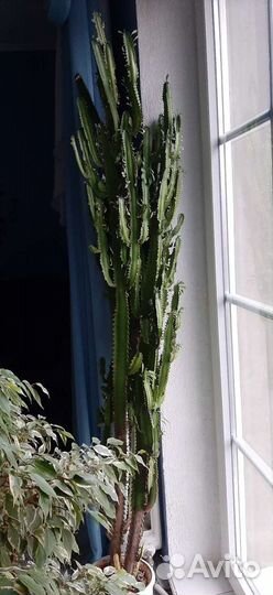 Молочай трехгранный