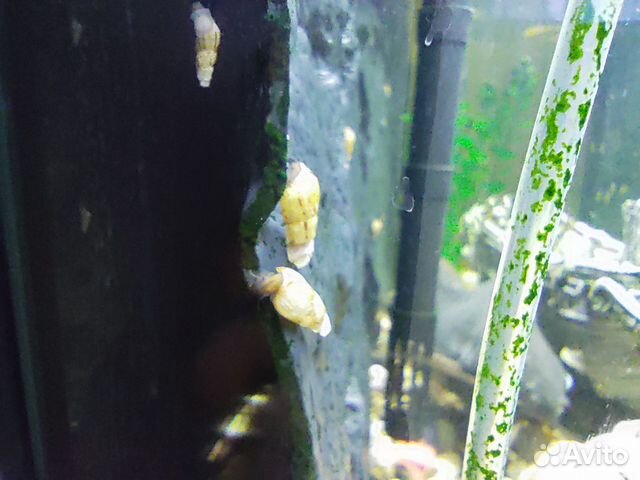 Улитки милании