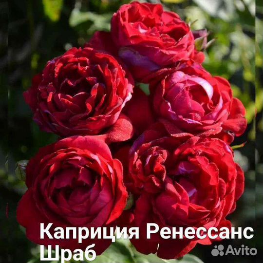 Саженцы роз шрабы