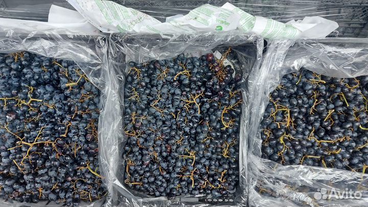 Виноград тёмный