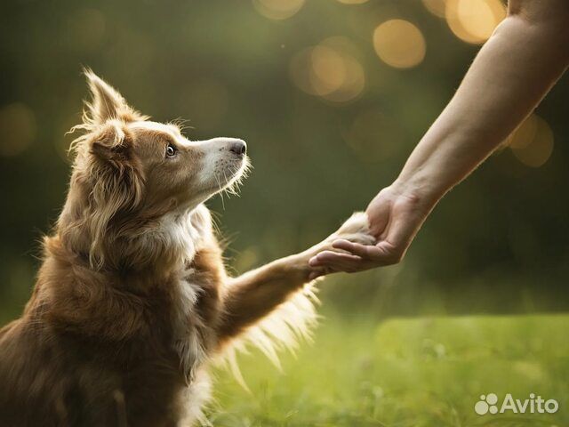 Выгул собак