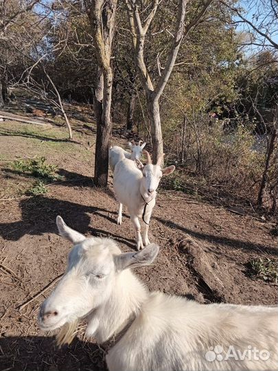 Продаются козы