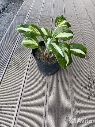 Астильба,хоста,лилейники