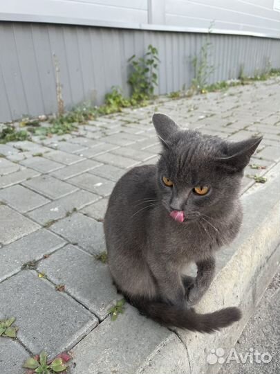 Котята русская голубая в добрые руки