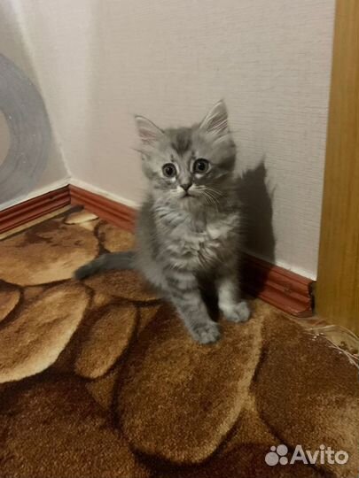 Котенок девочка