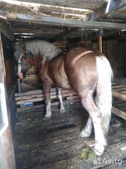 Продам жеребца