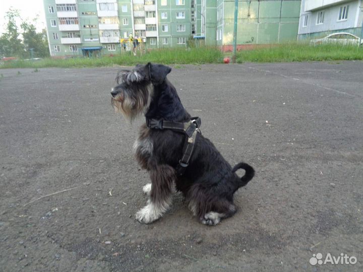 Вязка кобель
