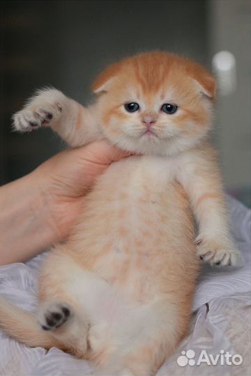 Шотландские вислоухие котята золотого окраса