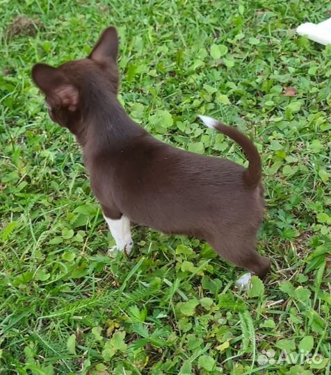 Гл/ш шоколад мальчик мини