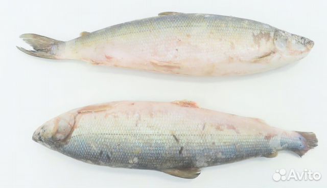 Омуль арктический неразделанный купить в Москве | Товары для дома и ...