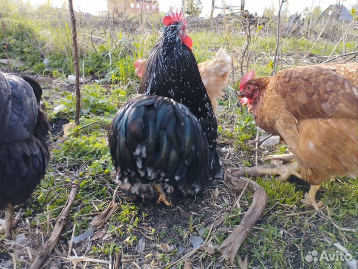 Петух кохинхин карликовый