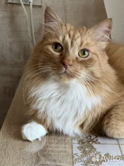 Рыжий котик в добрые руки