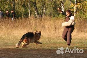 Дрессировка собак(выезд) гостиница собак и кошек