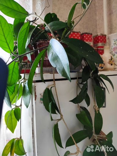 Комнатные растения