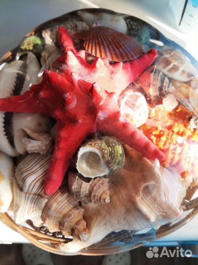 Набор морских ракушек