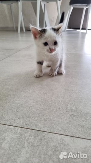 Вам нужен пушистый друг