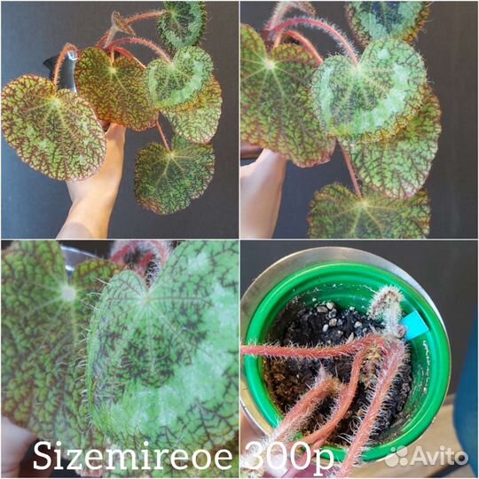 Бегонии 9 видов