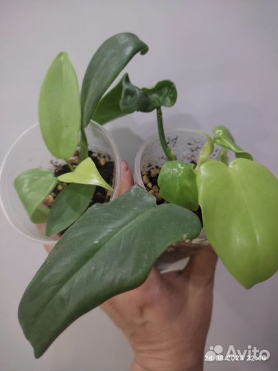 Филодендрон Виолин голд, Блек кардинал