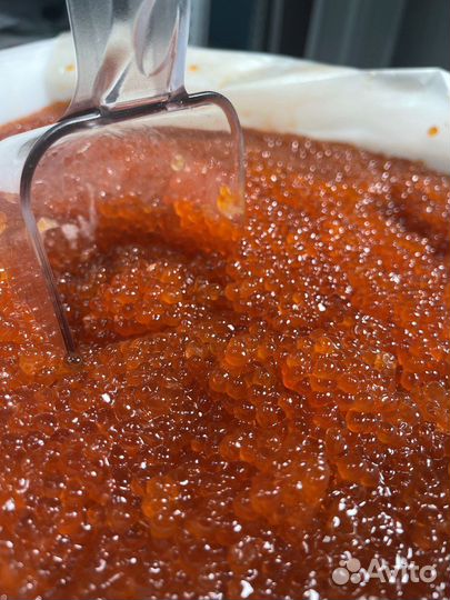 Красная икра горбуши