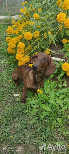 Жених ищет невесту