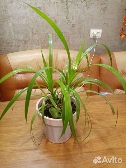 Пальма панданус