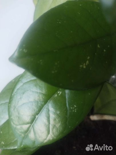 Хойя карноза