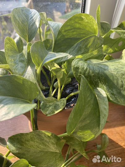 Монстера, сциндапсус, эпипремнум