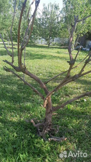 Виноградная лоза, коряги