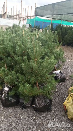 Ель.Саженцы сосны,ели в горшках