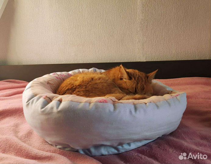 Лежанка для собак и кошек