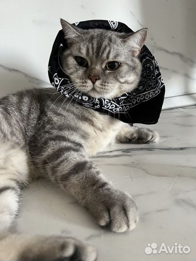 Шотландский кот на вязку