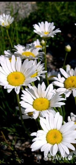 Ромашка многолетняя нивянник