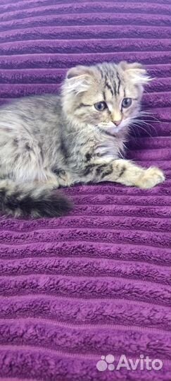 Кошки в добрые руки даром