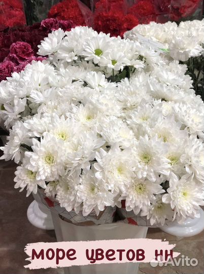 Хризантема бакарди белая