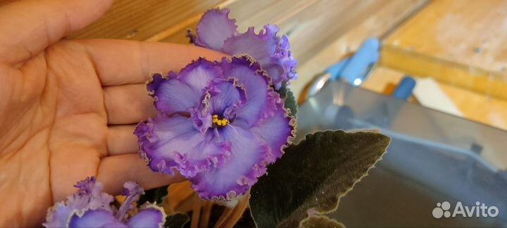 Сортовые фиалки разные