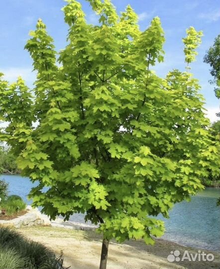 Клен остролистный (платановидный)