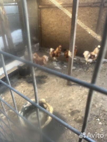 Подрощенные трехнедельные утята стар53