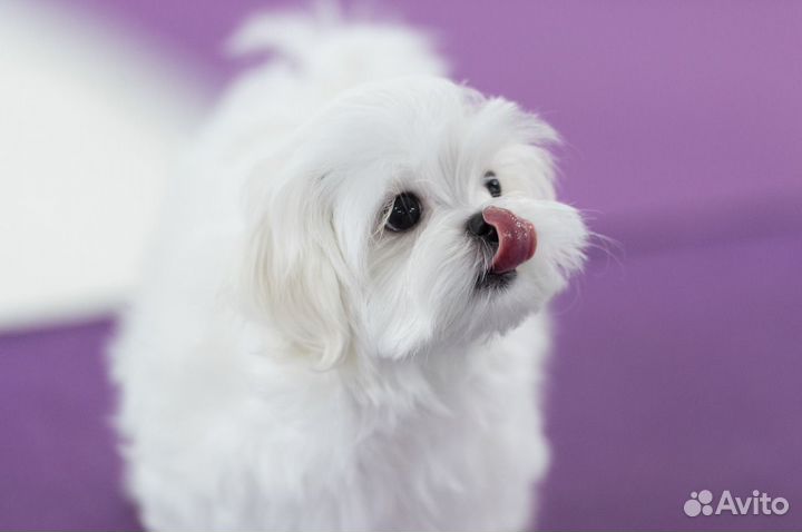 Щенок мальтезе мини (мальчик, Мальтийская болонка)
