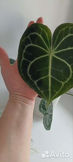 Антуриум кларинервиум