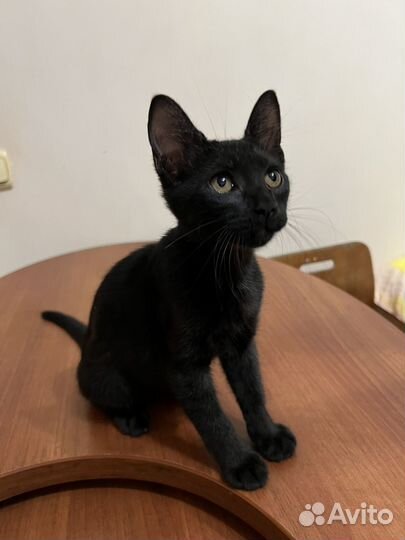 Котенок в добрые руки