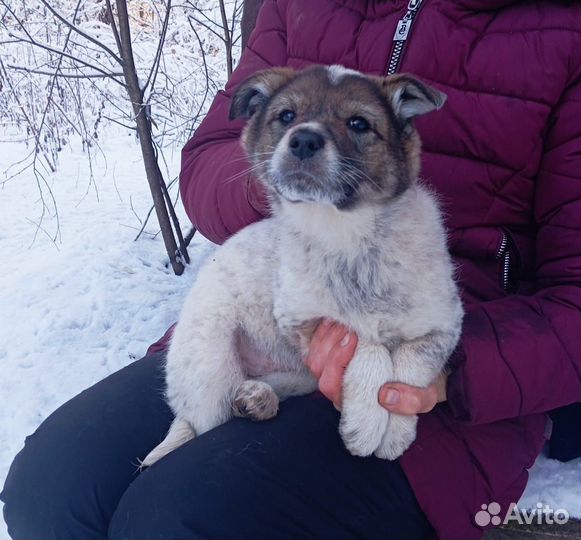 Щенок-девочка