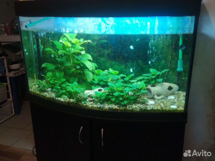 Аквариум в сбооре