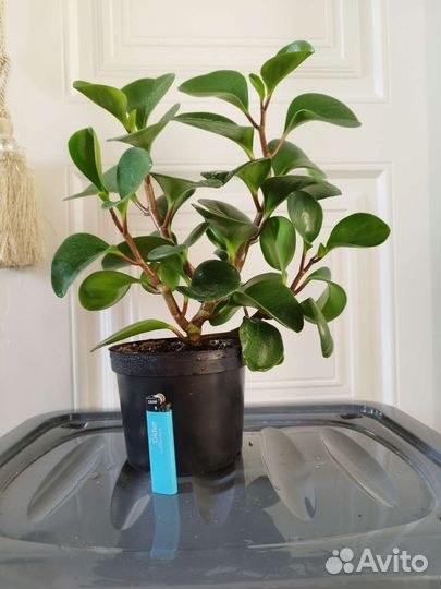 Пеперомия туполистная