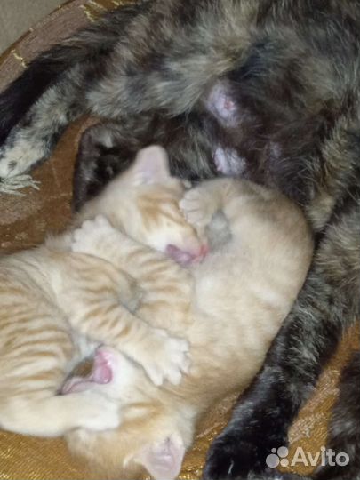 Рыжие котята 1 месяц
