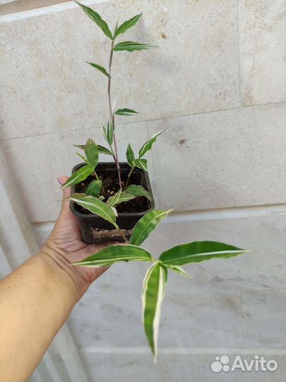 Оплисменус коротковолосый (Oplismenus hirtellus )