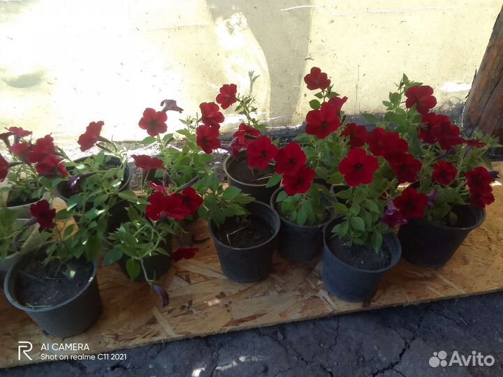 Петуния тайдал вейв ред велюр F1