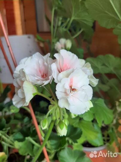 Пеларгония сортовая