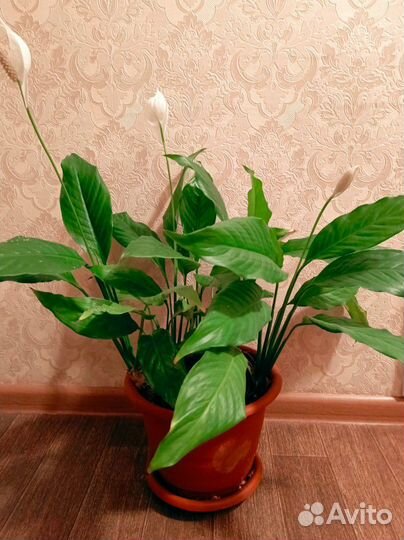 Спатифиллум