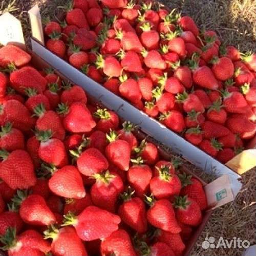 Рассада клубники